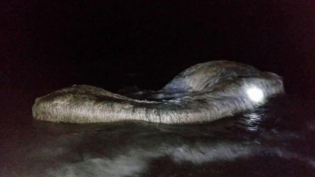 Лохматое существо выбило на берег Филиппин (6 фото + видео)