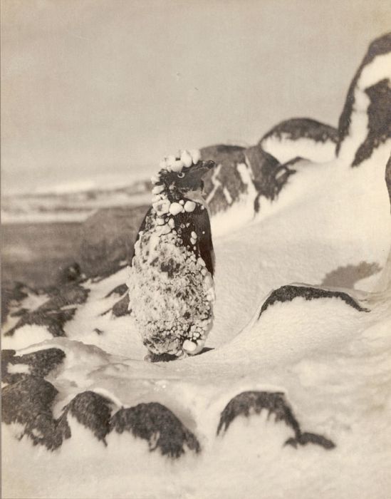 Фото с Австралийской антарктической экспедиции Дугласа Моусона (33 фото)