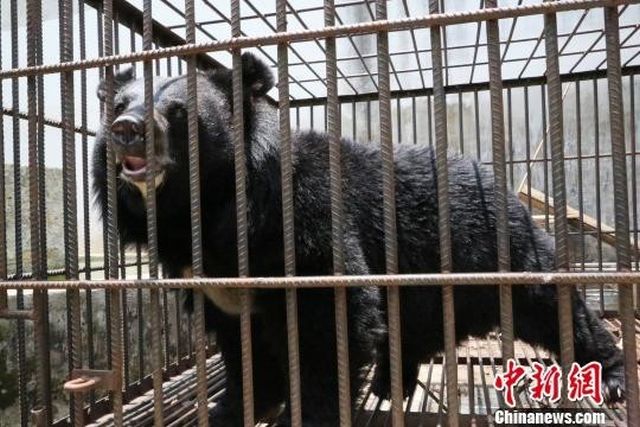 Китаянка два года растила медведя, думая, что это тибетский мастиф (4 фото)