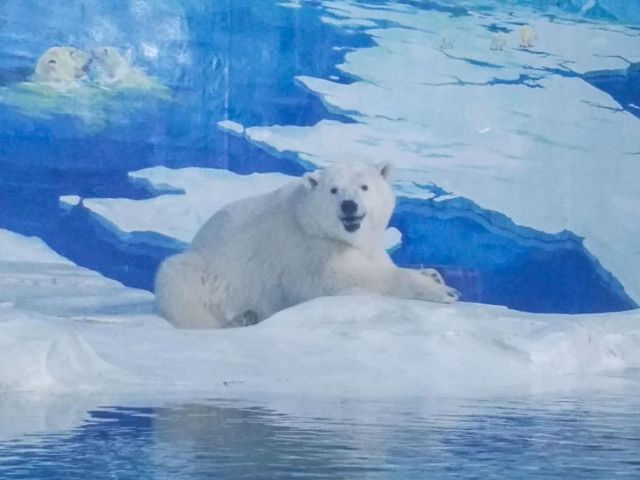 «Cамый грустный белый медведь в мире» спустя два года (4 фото + видео)