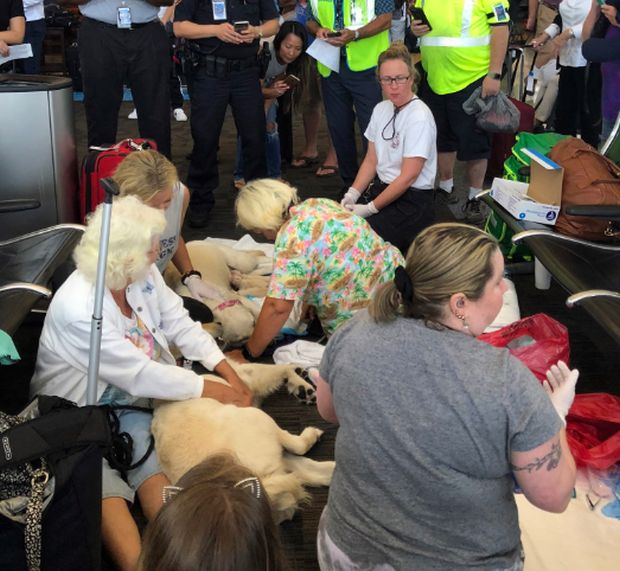 Собака-поводырь родила 8-х щенков в аэропорту (4 фото)