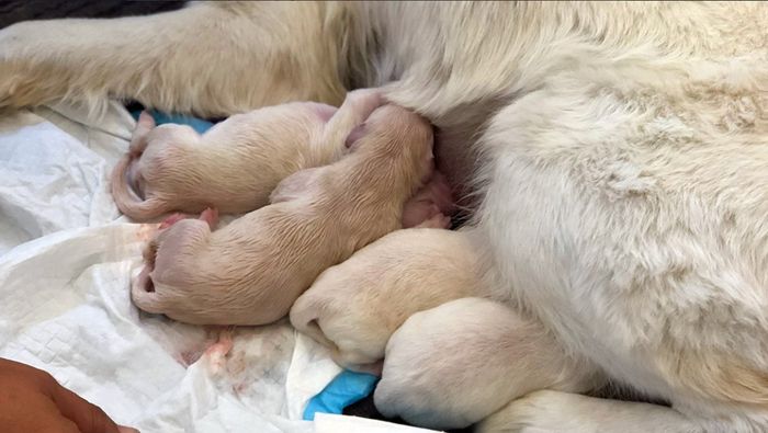 Собака-поводырь родила 8-х щенков в аэропорту (4 фото)