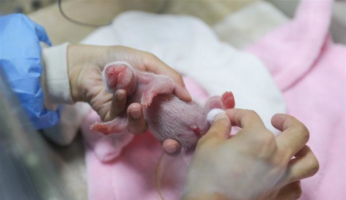Так выглядят новорожденные панды (4 фото)