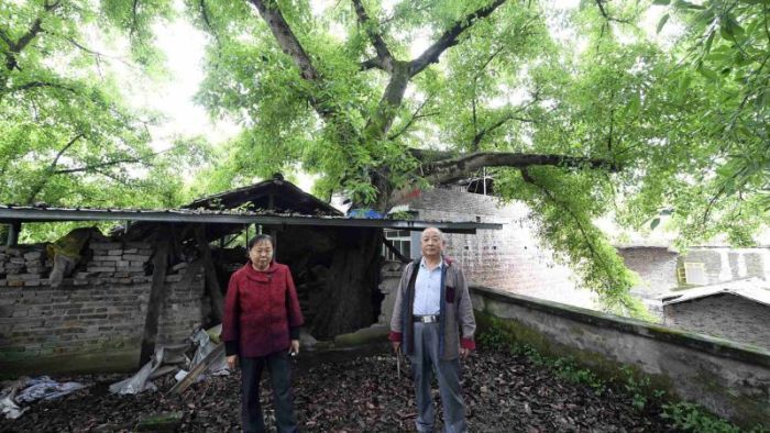 Дом, в котором растет 400-летнее дерево (6 фото)