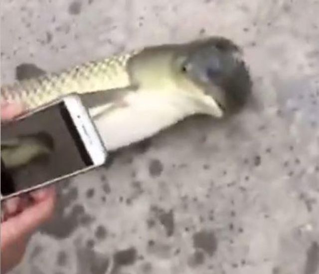 В Китае поймали рыбу с головой голубя (4 фото + видео)