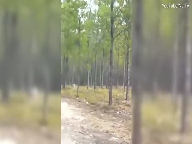 Встреча с волком в лесу