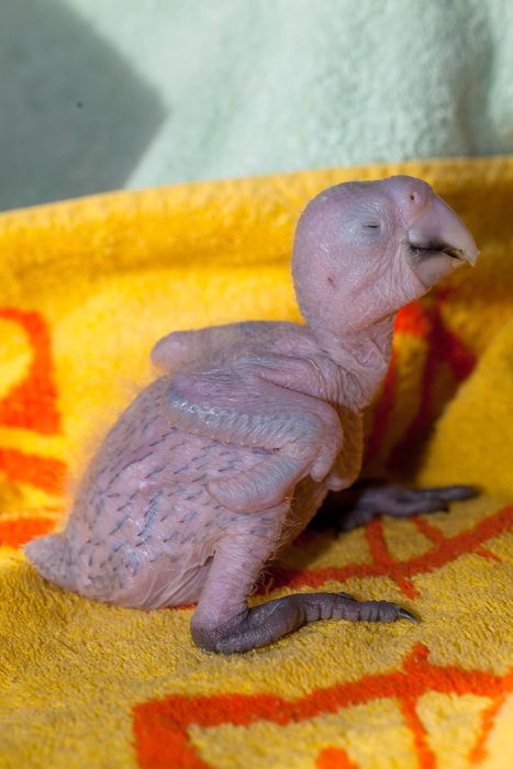 Как меняются попугаи ара за два первых месяца своей жизни (23 фото)