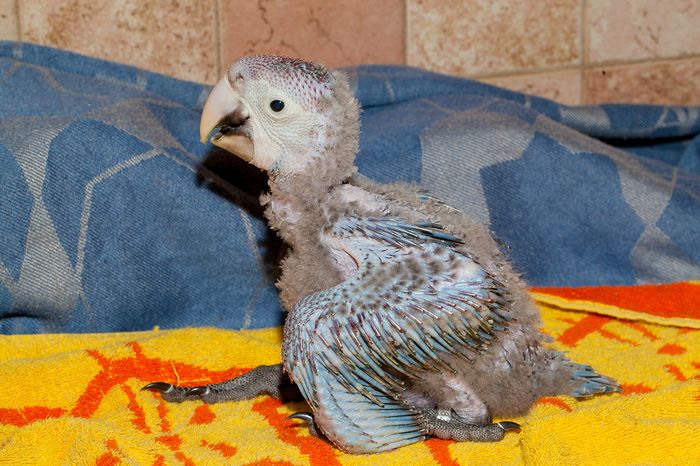 Как меняются попугаи ара за два первых месяца своей жизни (23 фото)