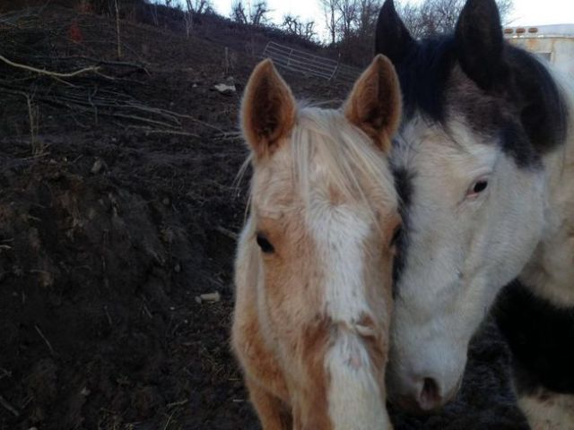 Спасение лошадей, живших в болоте за колючей проволокой (10 фото + видео)