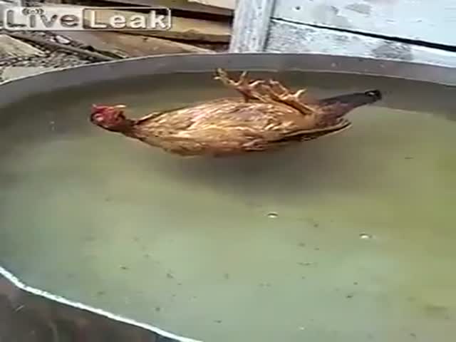 Курица принимает ванну