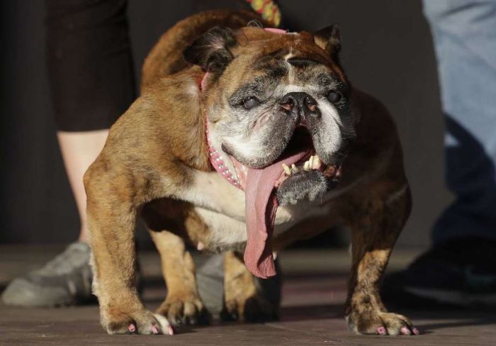 Самой уродливой собакой в мире в 2018 году стал английский бульдог (8 фото)