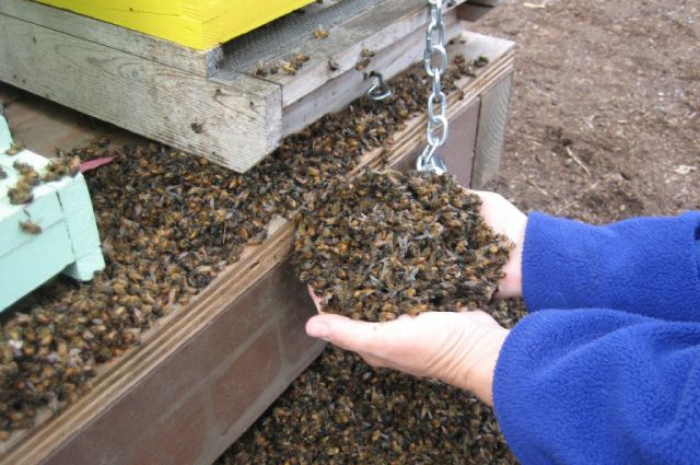 Реакция пчёл на ГМО-культуры (3 фото)