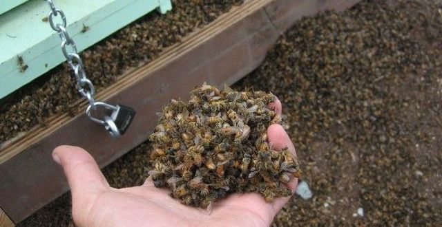 Реакция пчёл на ГМО-культуры (3 фото)