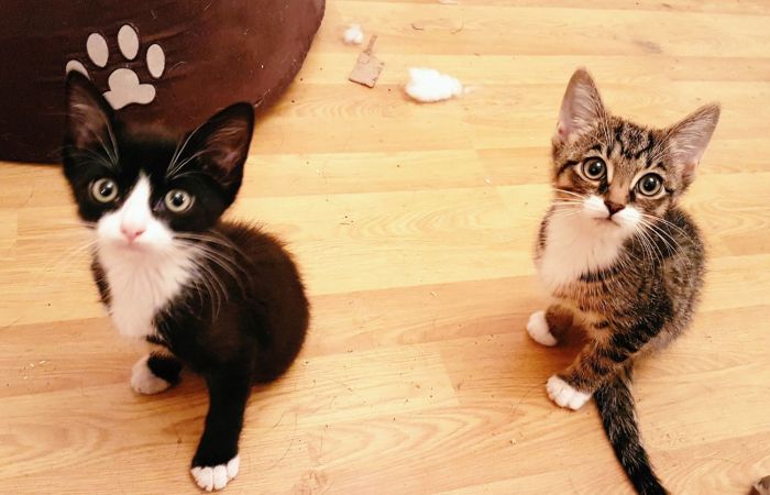 Фрог и Ньют – котята с врожденной аномалией (6 фото)