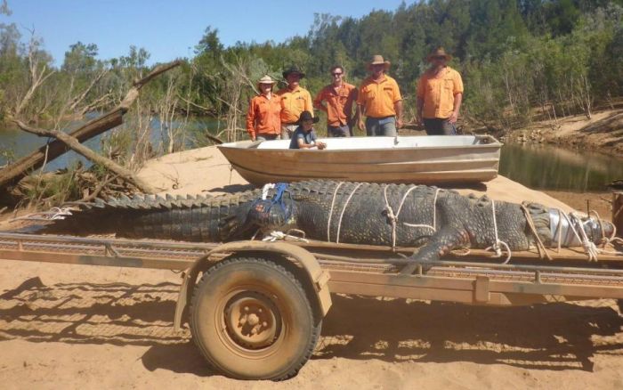В Австралии был пойман 600-килограммовый крокодил (3 фото)