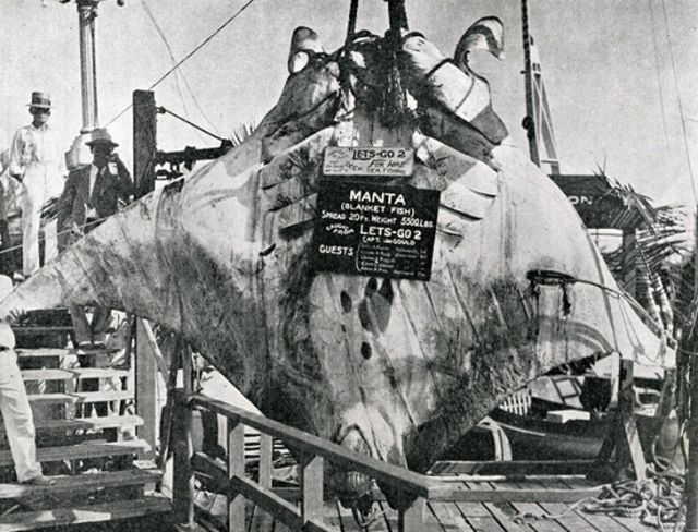 "Великий скат", которого поймал капитан Кан в 1933 году (3 фото)