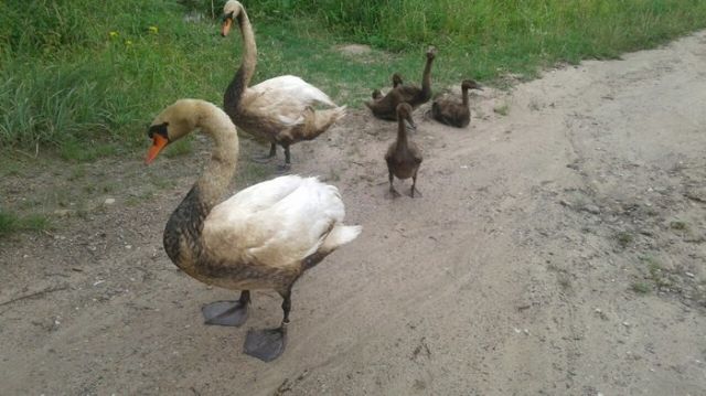 Жители в Бресте спасли семью лебедей от нефтепродуктов, слитых в озеро (6 фото)