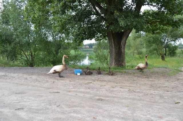 Жители в Бресте спасли семью лебедей от нефтепродуктов, слитых в озеро (6 фото)