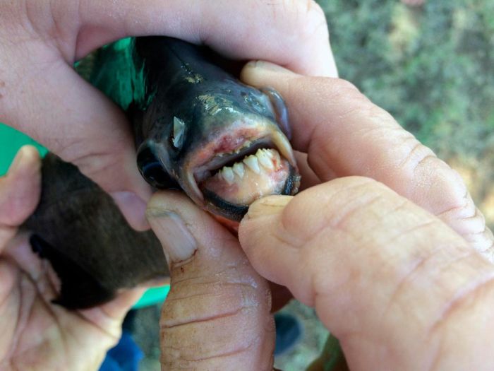Девочка поймала "рыбу с человеческими зубами" (3 фото)