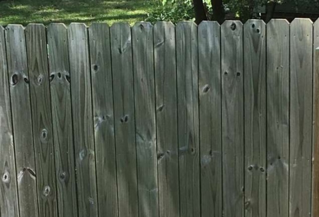 "Шпионы" за забором на соседском участке (5 фото)
