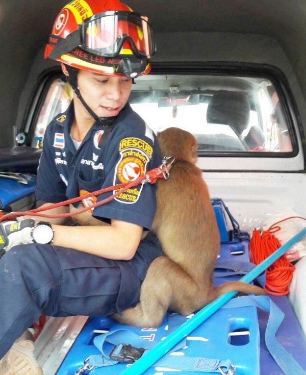 Трогательный момент после спасения обезьянки (4 фото)