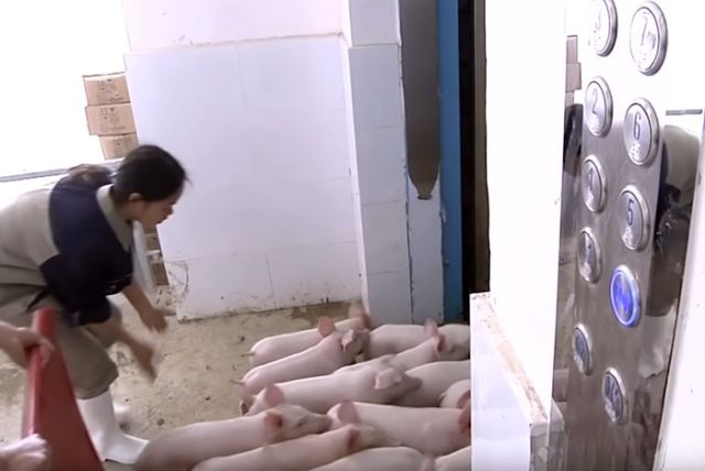 Многоэтажные свинофермы в Китае (3 фото)