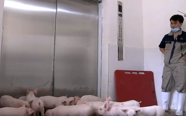 Многоэтажные свинофермы в Китае (3 фото)