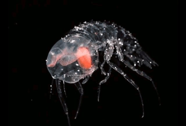 Необычные существа, обитающие на большой глубине в океане (17 гифок)