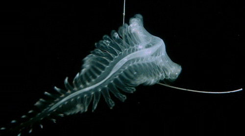 Необычные существа, обитающие на большой глубине в океане (17 гифок)
