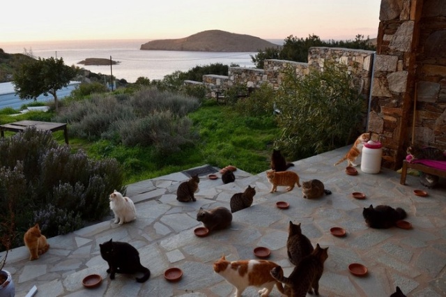 Необычное предложение о работе в Греции для настоящих любителей кошек (10 фото)