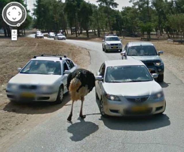 Животные, которых можно увидеть в кадре на сервисе "Карты Google" (20 фото)