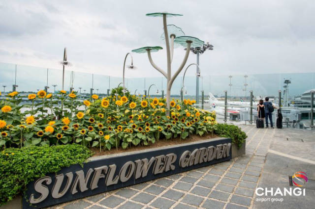 Сингапурский аэропорт Чанги - победитель конкурса "Лучший аэропорт мира" (20 фото)