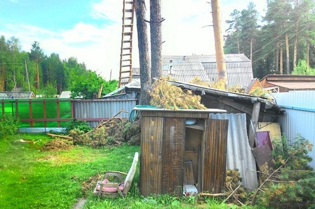 Пенсионер построил себе дом на вершинах сосен на чужом земельном участке (6 фото + видео)