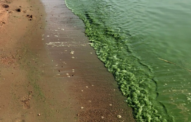 Вода в Финском заливе окрасилась в ярко зеленый цвет (7 фото)