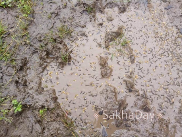 В якутском селе после дождя улицы оказались усыпаны странными насекомыми (2 фото + видео)