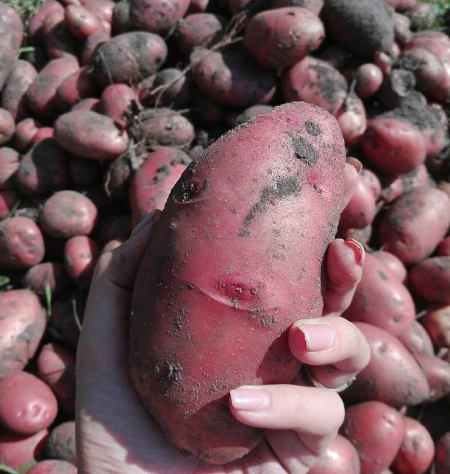 Картофельная лихорадка (38 фото)