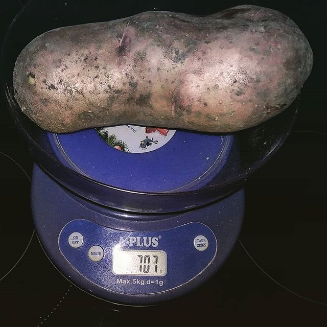 Картофельная лихорадка (38 фото)