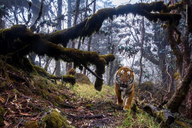 Лучшие фото конкурса дикой природы Wildlife Photographer of the Year (13 фото)