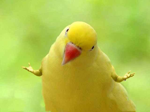 Смешные птички с человеческими руками (20 фото)
