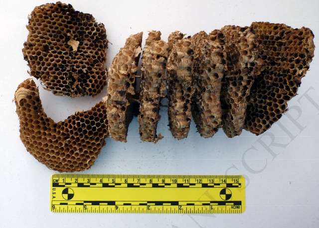 Ученые обнаружили человеческую мумию, в которой поселилась белка, осы и пчелы (3 фото)
