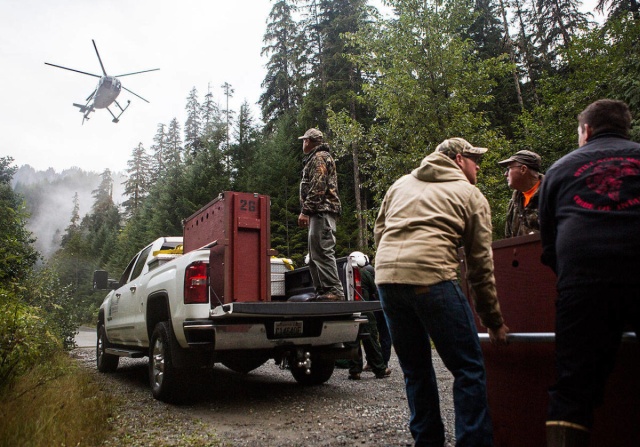 Транспортировка коз из национального парка при помощи вертолета (5 фото)