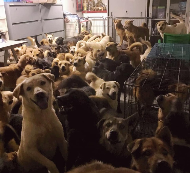 Безопасный приют для собак в Гонконге (5 фото)