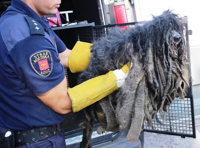 Зоозащитники спасли собаку, которая превратилась к сплошной комок шерсти (5 фото)