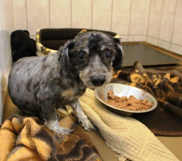 Зоозащитники спасли собаку, которая превратилась к сплошной комок шерсти (5 фото)