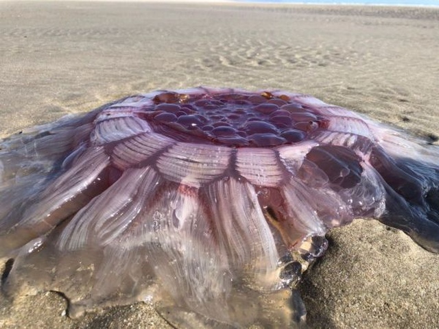 Жители Новой Зеландии обнаружили необычное существо на пляже (3 фото)