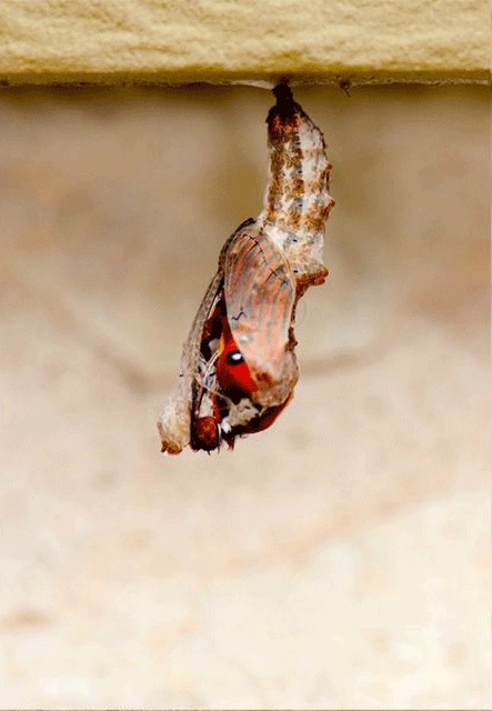 Рождение бабочки (10 фото)