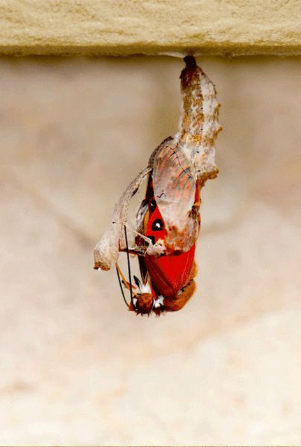 Рождение бабочки (10 фото)