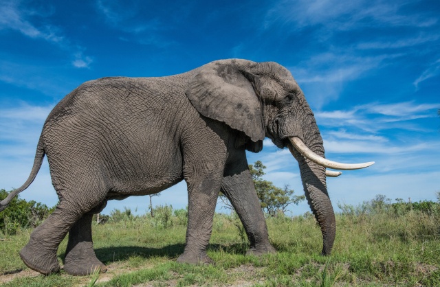 Как устроена слоновья стопа (2 фото)