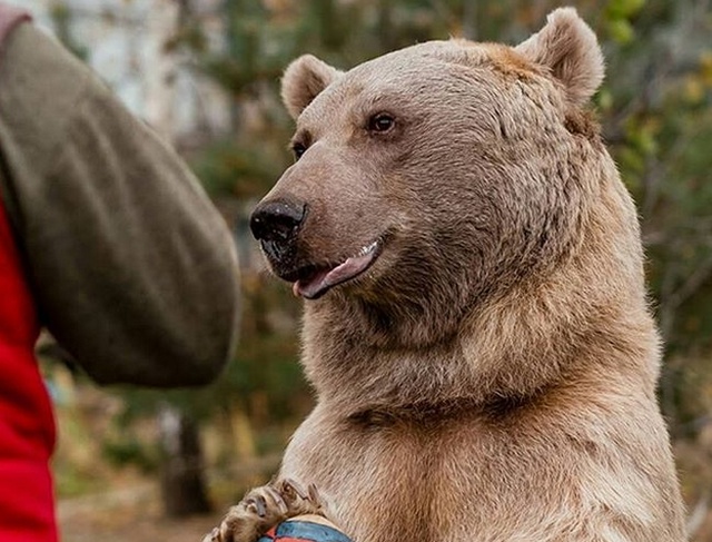 Медведь Степан - звезда кинематографа и фотосессий (22 фото)
