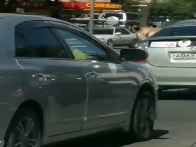 Опасный пассажир автомобиля во Владивостоке